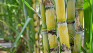 Cultivo de cana-de-açúcar: como plantar e cuidar deste doce