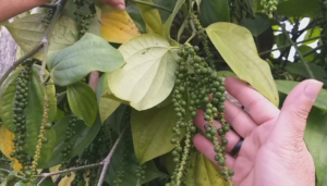 Cultivo de pimentas do reino Plantio Cuidados Problemas e Colheita