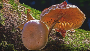 Cogumelos de ostra em crescimento: o guia completo para um jardim