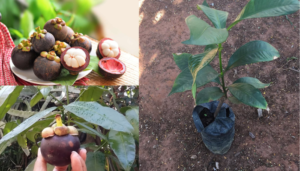 Cultivo de mangasteen: como plantar, criar e colher a rainha das frutas tropicais