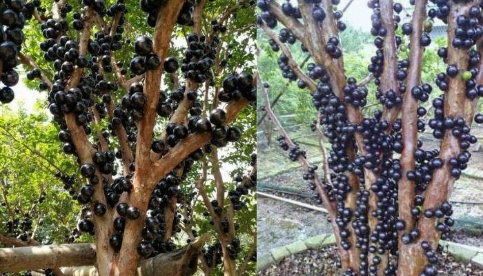 Como Cultivar Pé de Jabuticaba no Seu Quintal Confira!