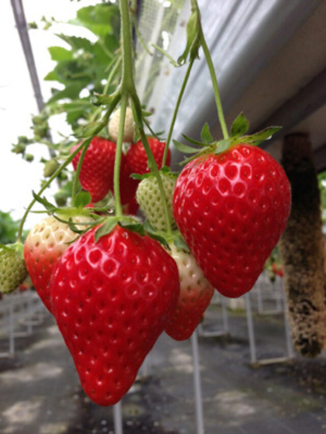 Como Plantar Morango em Vaso ou Solo Confira!