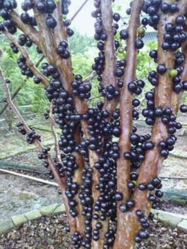 Como Plantar Pé de Jabuticaba no Seu Quintal Confira!