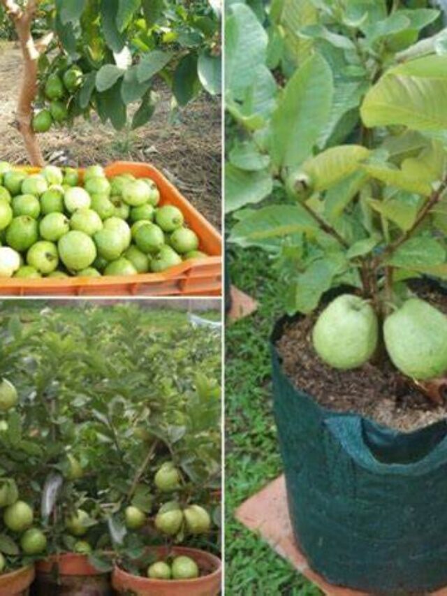 Como Cultivar Goiaba em Vaso Confira o Passo a Passo