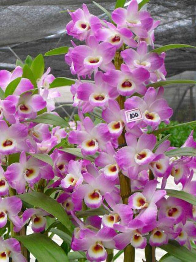 Como Cultivar orquídeas em um passo Simples confira