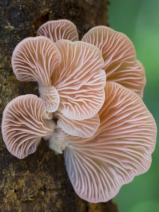 Pink-oyster-mushrooms