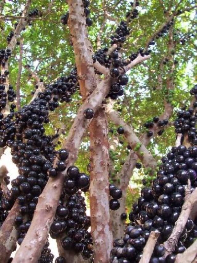 Como Cultivar Pé de Jabuticaba Confira o Passo a Passo