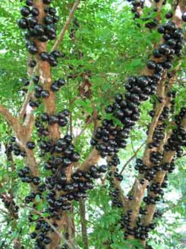 Como Cultivar Pé de Jabuticaba no Seu Quintal