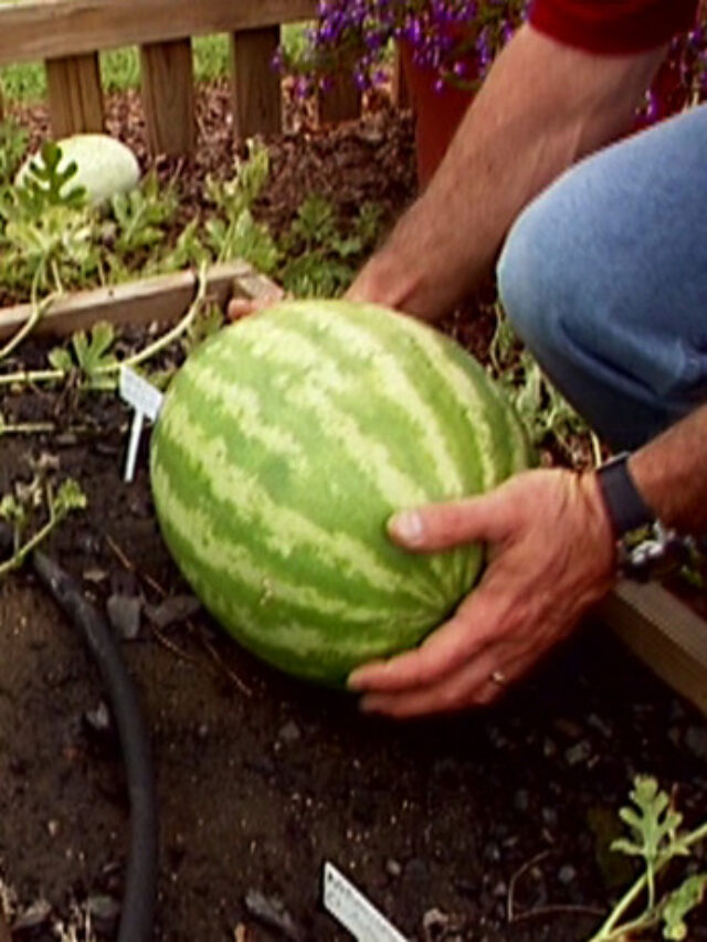 Como cultivar melancia no seu quintal confira o passo a passo