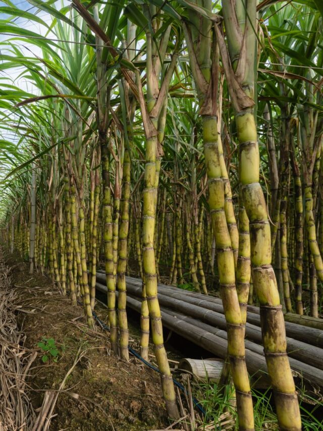 Cultivo de cana-de-açúcar: como plantar e cuidar deste doce