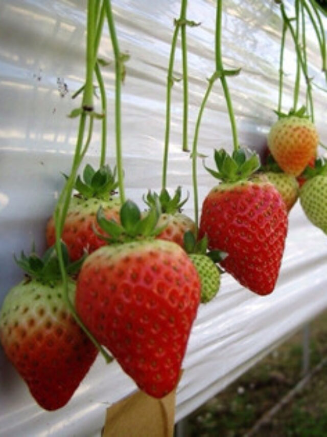 Como Cultivar Morango em Vaso Passo a Passo