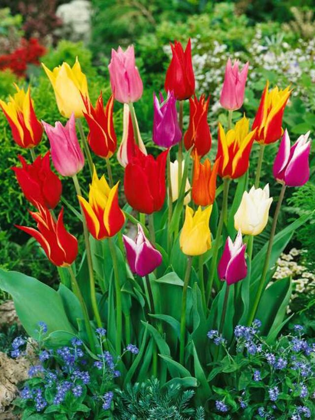 Tulipa-Lily-Flowered-LT-mixed-600x725-proportionalsmallest