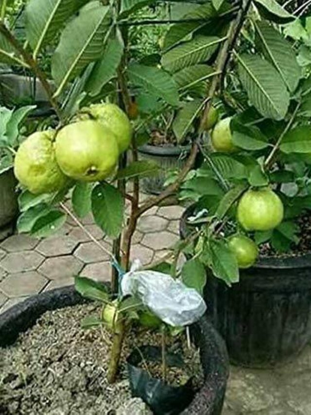 Como Plantar Goiaba em Vaso Confira o Passo a Passo