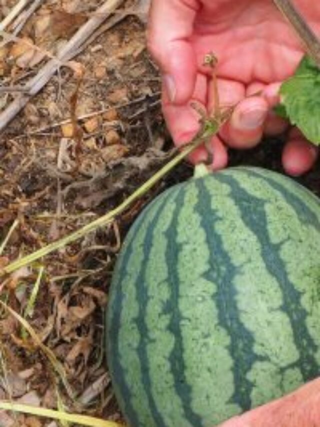 Como cultivar melancia em um passo muito simples