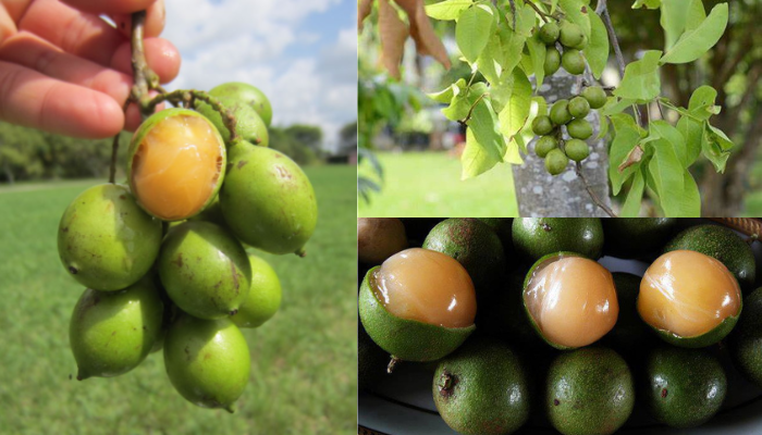 O QUE SÃO LIMES ESPANHÓIS E COMO CULTIVÁ-LOS