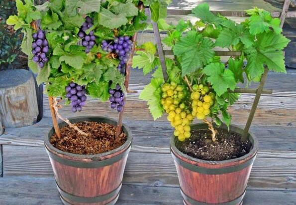 Uvas em crescimento Como Plantar e Manter Videiras de Uva