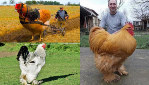 Conheça agora as 10 maiores galinhas do mundo