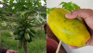 Como cultivar frutas de mamão com sucesso em 10 passos efetivos