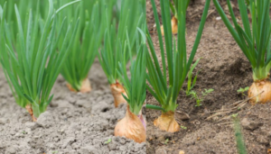 Como plantar cebolas em um passo bem simples confira!