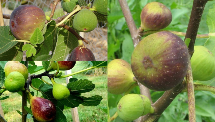 COMO CULTIVAR FIGUEIRAS BONITAS E PRODUTIVAS