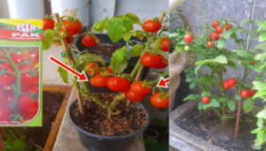Aprender a plantar tomates cereja é bastante simples
