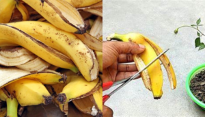 6 usos incríveis de casca de banana para suas plantas de jardim