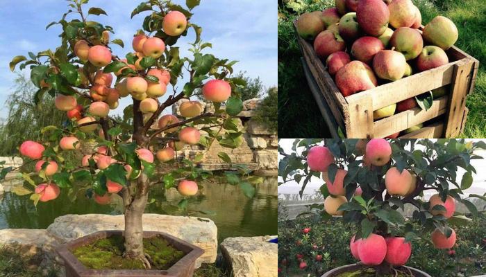 Como crescer e cuidar de macieiras Guia completo