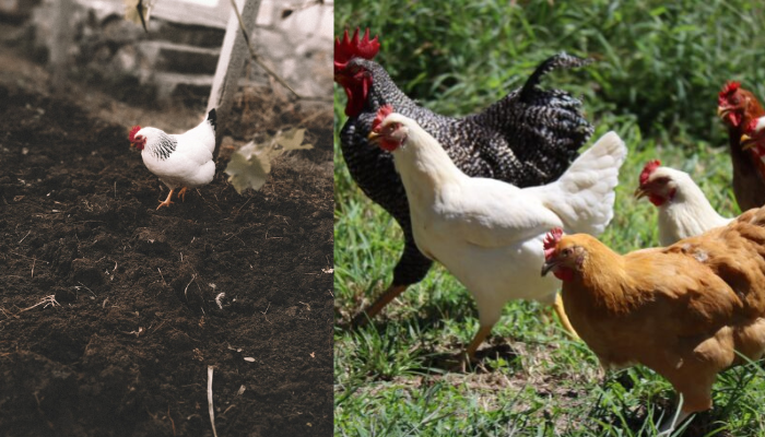 Como usar o estrume de frango como fertilizante confira!