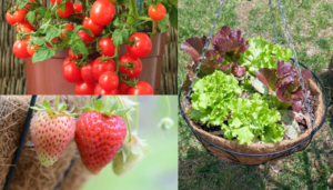 15 frutas e legumes que podem crescer em uma cesta pendurada