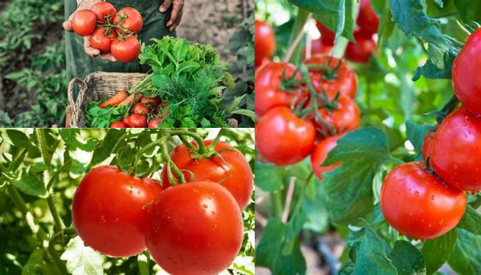 5 benefícios incríveis para a saúde do tomate
