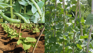 Tudo o que você precisa saber sobre o cultivo de feijões verdes