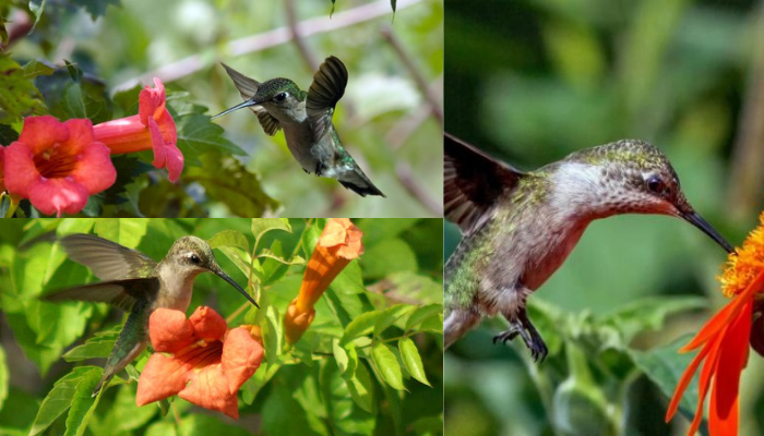 6 anuais que podem atrair beija-flores para seu jardim