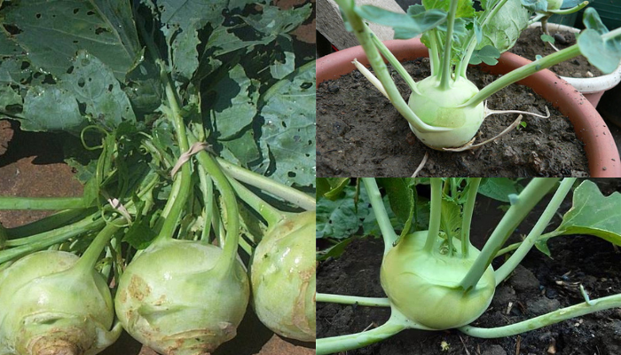 Quando colher Kohlrabi confira agora nesse artigo!