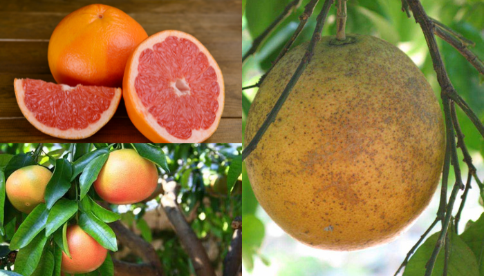 A Toranja Ray Ruby: 6 fatos importantes que você precisa saber