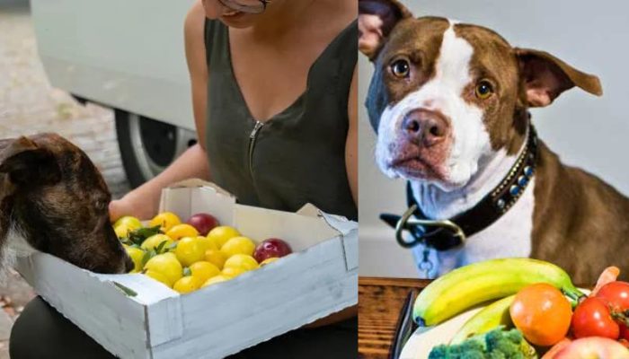 Cães podem comer ameixas? A resposta vai surpreendê-lo!