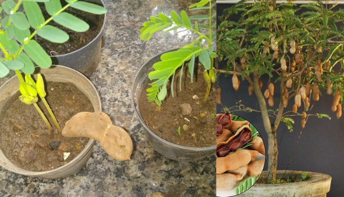 Como cultivar tamarindo a partir de sementes