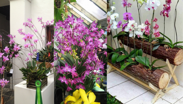 Como começar um jardim de orquídeas