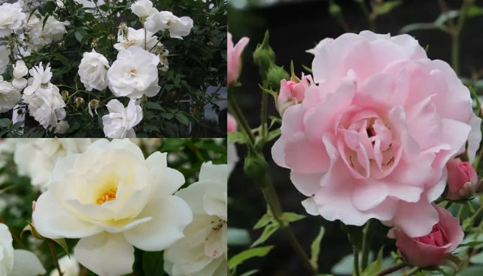 Rosas de Iceberg Linda e Perfumada Conheça Saiba Mais!