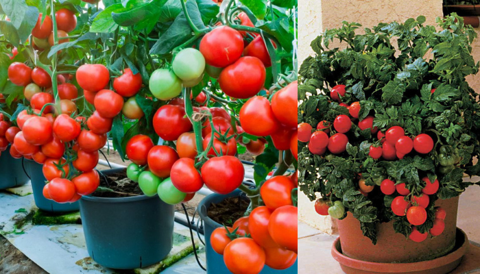 Melhores tomates para crescer em potes