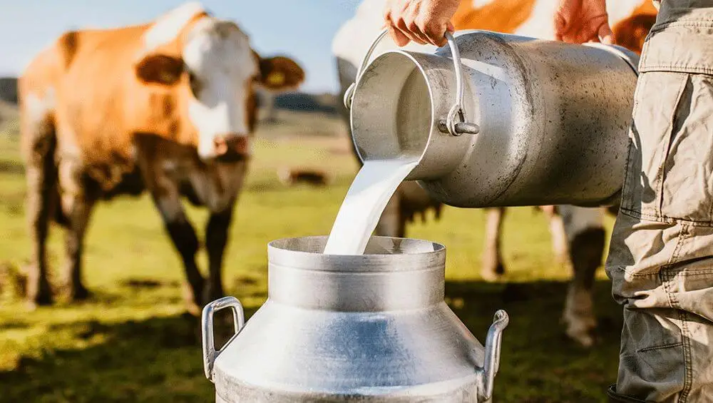 Conheça agora as 10 maiores fazendas leiteiras do Brasil