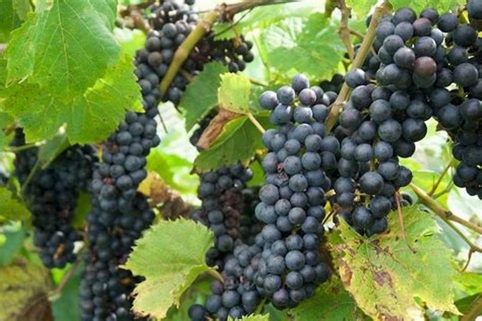 Uvas em crescimento Como Plantar e Manter Videiras de Uva