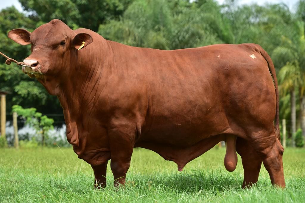 Como criar gado para carne confira agora!