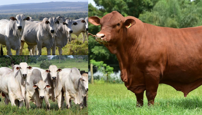 Como criar gado para carne confira agora!