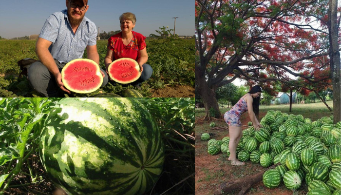 Plantando, cultivando e colhendo melancias