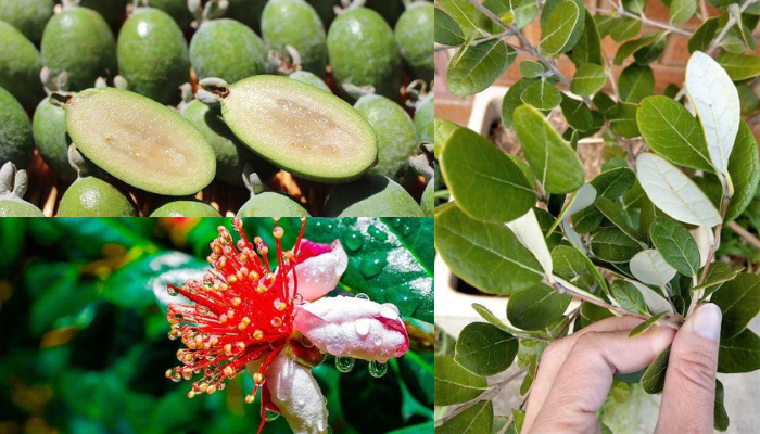 Cultivando Feijoa Abacaxi Guava Trees e Comendo Feijoa Fruta