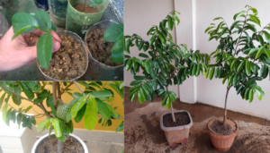 Como Plantar Graviola em Casa: Plantio, Cultivo e Colheita Confira!