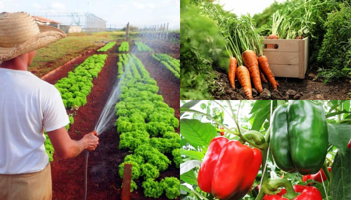 Tente cultivar esses vegetais fáceis você mesmo!