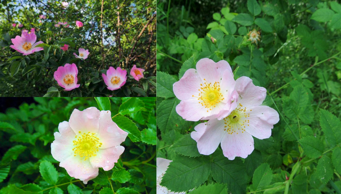 Como Plantar Rosa Canina Passo a passo!