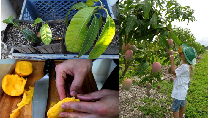 Como Cultivar uma manga: Plantio, Cuidado e Colheita
