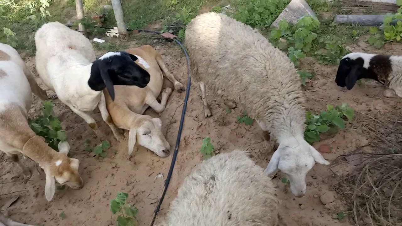 Como criar ovelhas para o lucro Confira Agora!